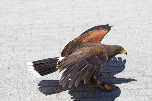 Низько летить орел — стокове фото