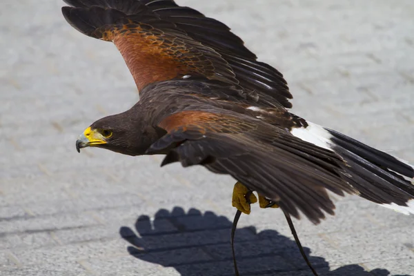 Low-flying eagle — Stock Photo, Image