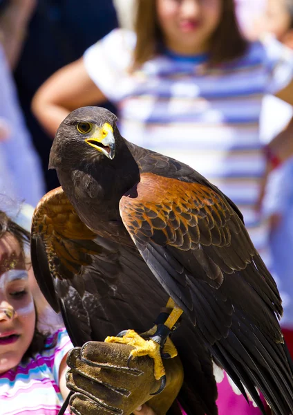 Ukázkou dravých ptáků, golden eagle — Stock fotografie