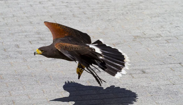 Águia voadora baixa — Fotografia de Stock