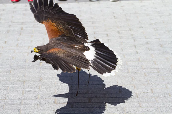 Águia voadora baixa — Fotografia de Stock