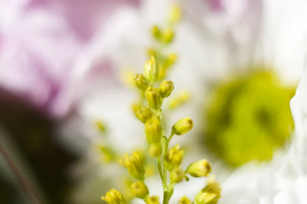 Detalles de flores — Foto de Stock