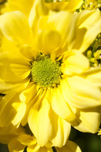 Kwiat szczegóły — Zdjęcie stockowe