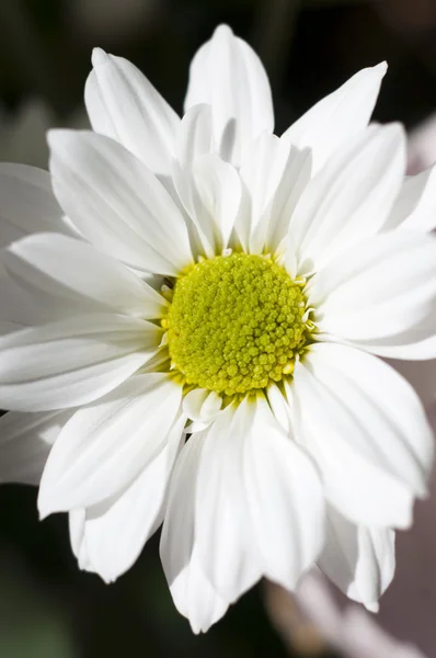 stock image Flower details