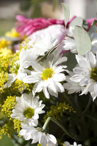 stock image Flower details