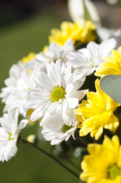 stock image Flower details