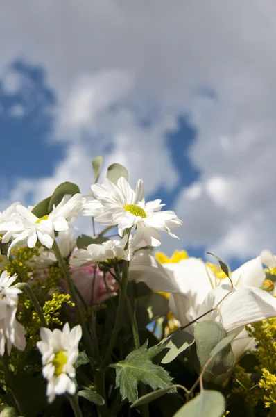 stock image Flower details