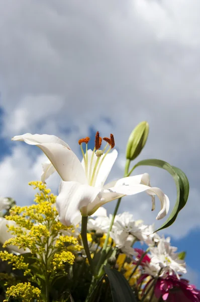 stock image Flower details