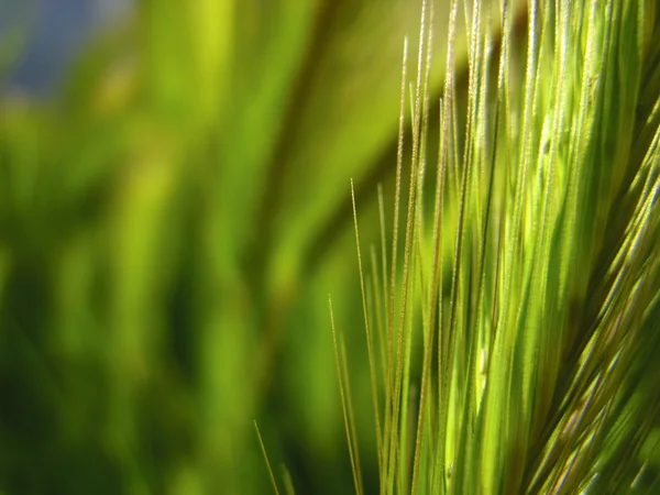 stock image Wheat