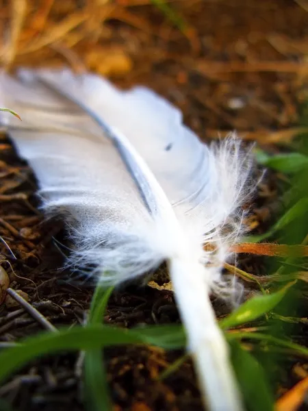 Lost feather — Stock Photo, Image