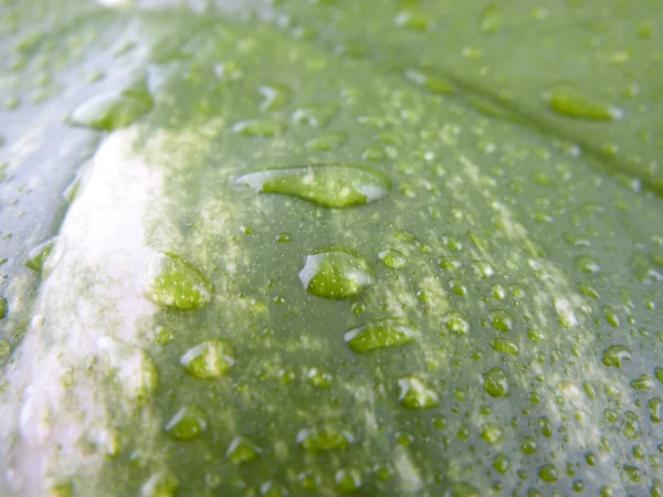 stock image Leaf