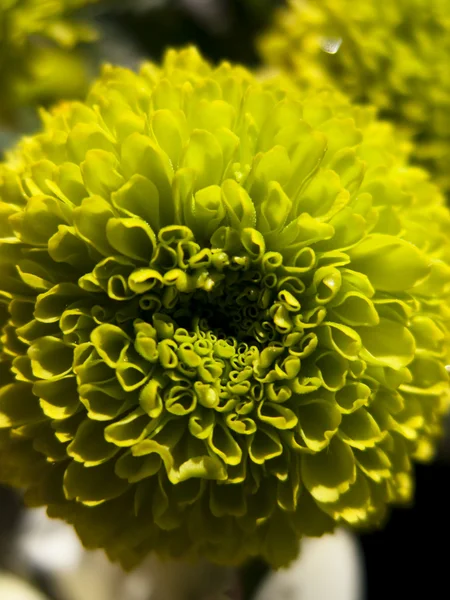 Kwiat szczegóły — Zdjęcie stockowe