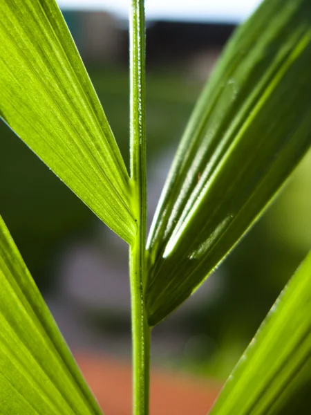 Flower details — Stock Photo, Image