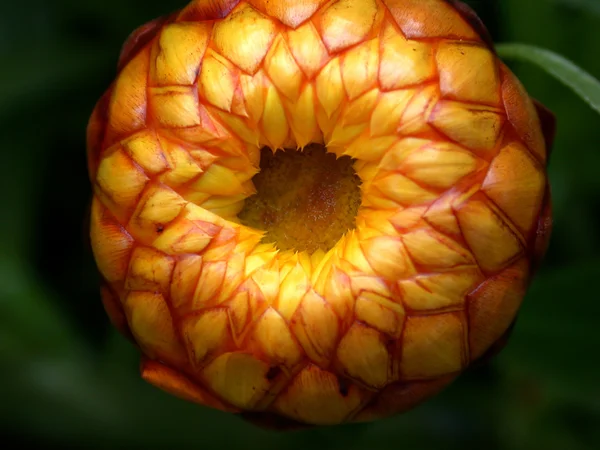 stock image Plant