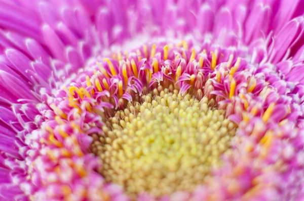 stock image Flower details