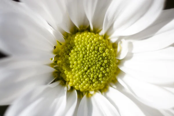 Stock image Flower details