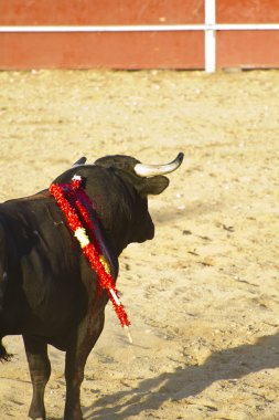 İspanyol boğa. boğa güreşi.