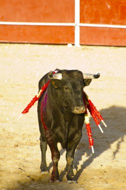 İspanyol boğa. boğa güreşi.