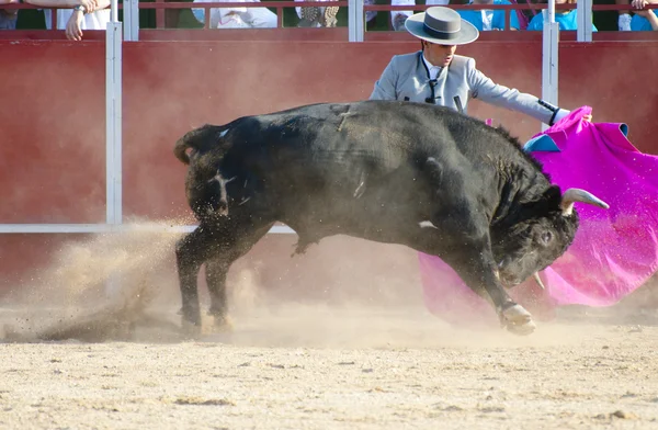 Härkäkuva Espanjasta. Musta härkä — kuvapankkivalokuva