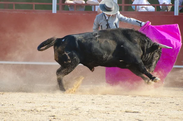 Боротьба з биками з Іспанії. Чорний бик — стокове фото