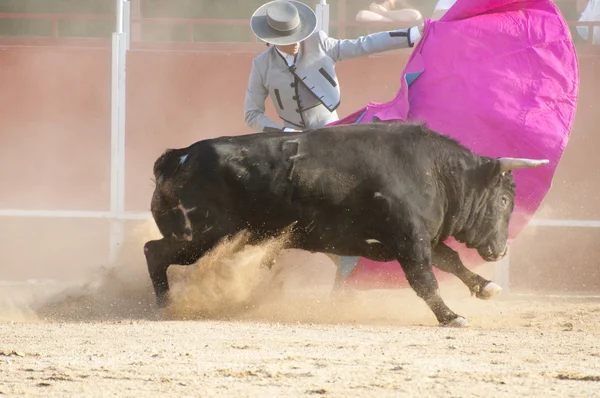 Πολεμώντας την εικόνα ταύρου από την Ισπανία. Μαύρος ταύρος — Φωτογραφία Αρχείου
