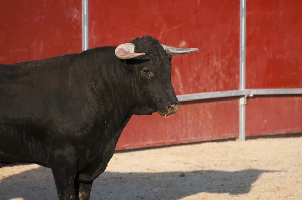 Боевая картина быка из Испании. Чёрный бык — стоковое фото