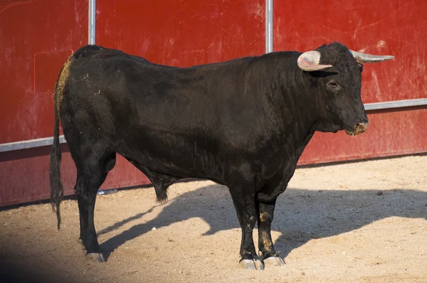 A lutar contra o touro da Espanha. Touro negro — Fotografia de Stock