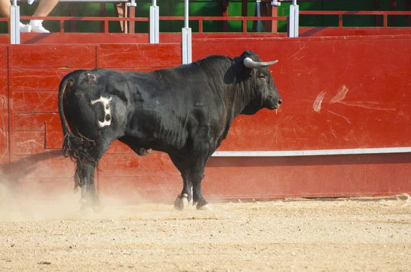 Harcoló bikafilm Spanyolországból. Fekete bika — Stock Fotó