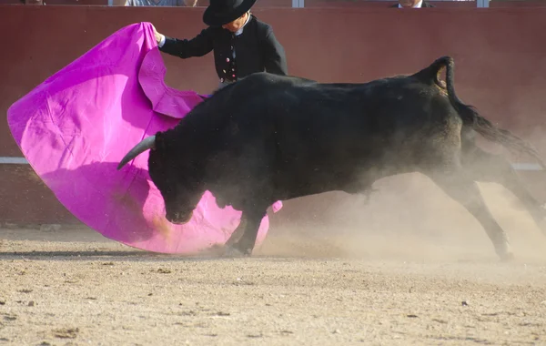 Fighting bull picture from Spain. Black bull — Stock Photo, Image