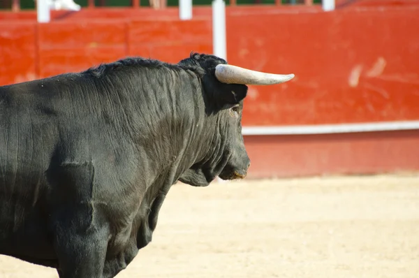 来自西班牙的斗牛图片。黑牛 — 图库照片