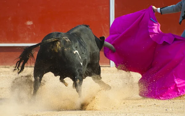 Foto del toro de España. Toro negro — Foto de Stock