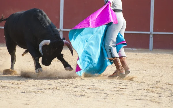 Боротьба з биками з Іспанії. Чорний бик — стокове фото