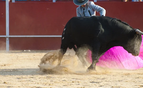 Foto del toro de España. Toro negro — Foto de Stock
