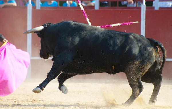 Fighting tjur bild från Spanien. Svarttjur — Stockfoto