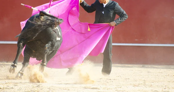 来自西班牙的斗牛图片。黑牛 — 图库照片