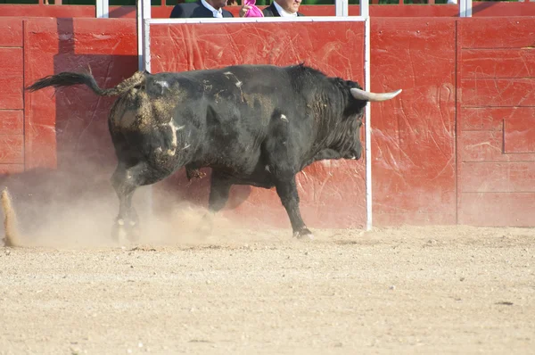 Vechten tegen stierenfoto uit Spanje. Zwarte stier — Stockfoto