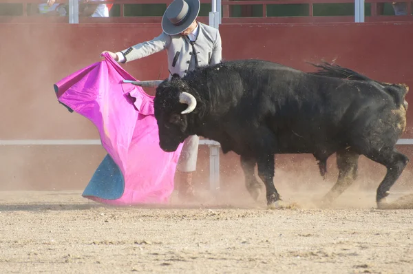 Fighting bull picture from Spain. Black bull — Stock Photo, Image