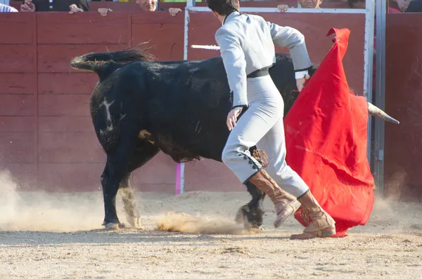 Photo de taureau de combat d'Espagne. Taureau noir — Photo