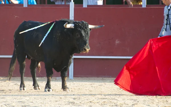 Foto del toro de España. Toro negro —  Fotos de Stock