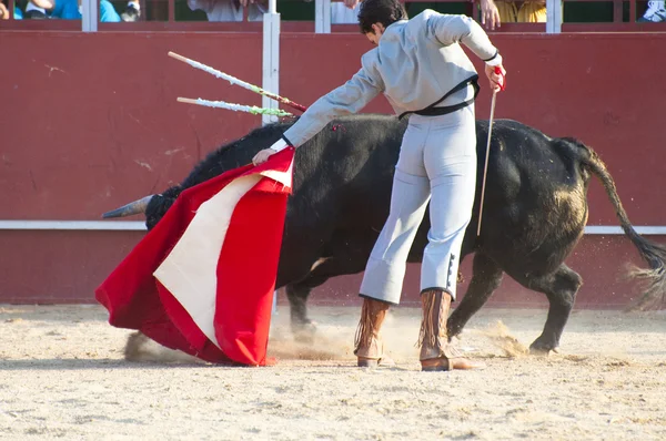 A lutar contra o touro da Espanha. Touro negro — Fotografia de Stock