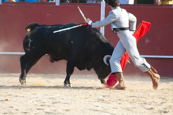 Боевая картина быка из Испании. Чёрный бык — стоковое фото
