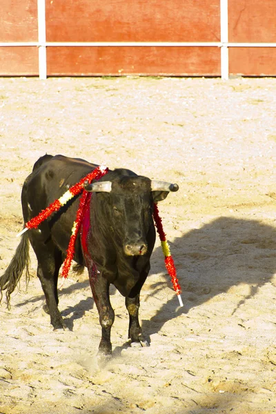 西班牙公牛。斗牛. — 图库照片