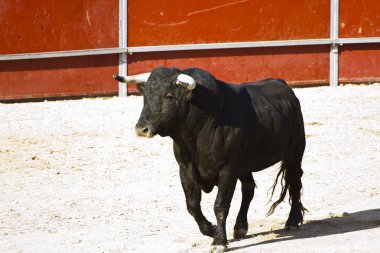 İspanyol boğa. boğa güreşi.