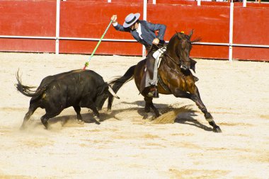 at sırtında boğa güreşi. tipik İspanyol boğa güreşi.