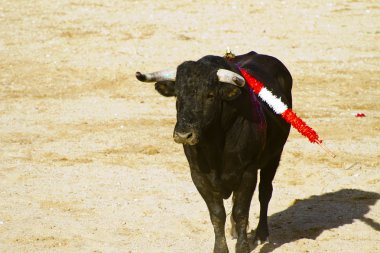 İspanyol boğa. boğa güreşi.