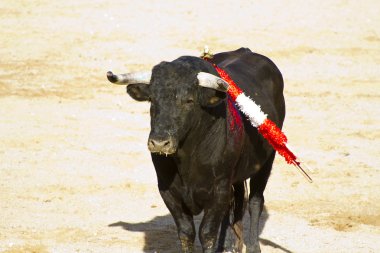 İspanyol boğa. boğa güreşi.