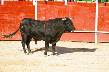 İspanyol boğa. boğa güreşi.