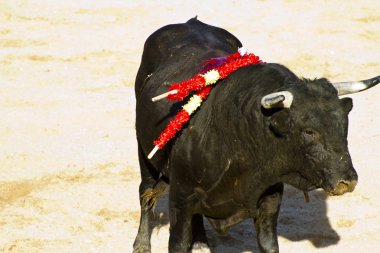 İspanyol boğa. boğa güreşi.