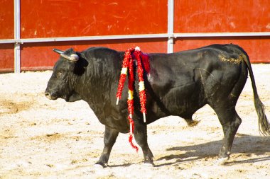 İspanyol boğa. boğa güreşi.