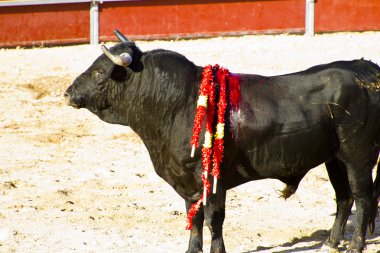 İspanyol boğa. boğa güreşi.